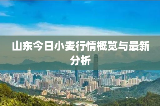 山东今日小麦行情概览与最新分析
