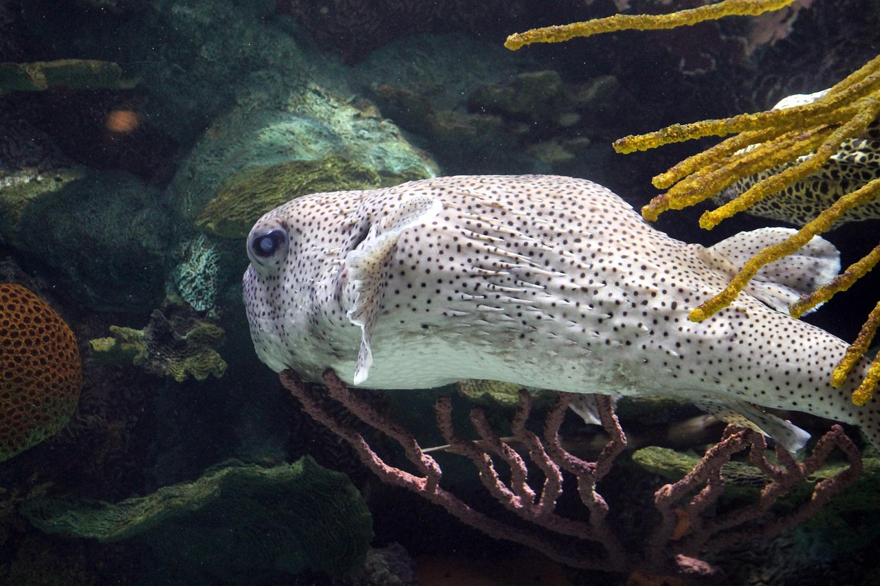 最新彩蝶龙鱼缸展示图，领略现代家居水族艺术的魅力
