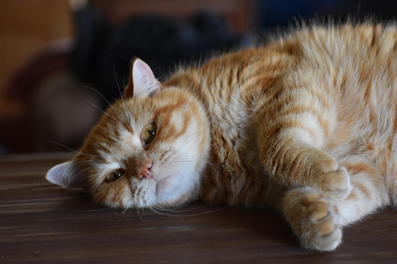 电视剧猫，深入探索与解读猫的世界