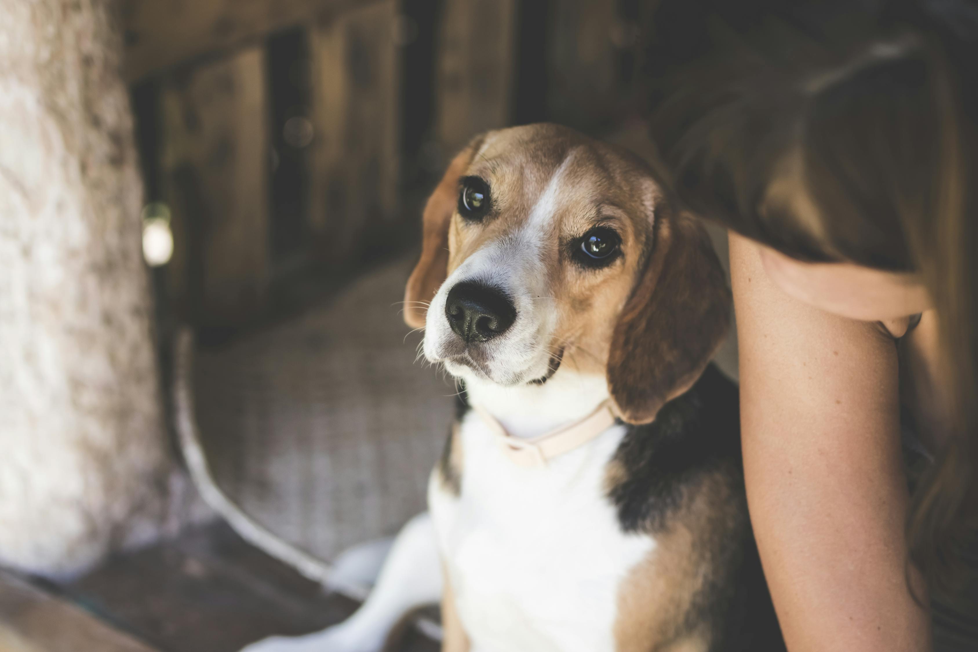 最新高加索犬斗殴视频，激战背后的犬界与人文思考