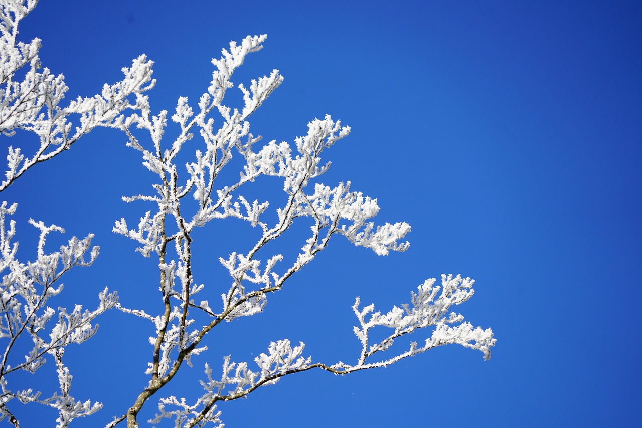 长春雪景惊艳，雪落满城如诗如画