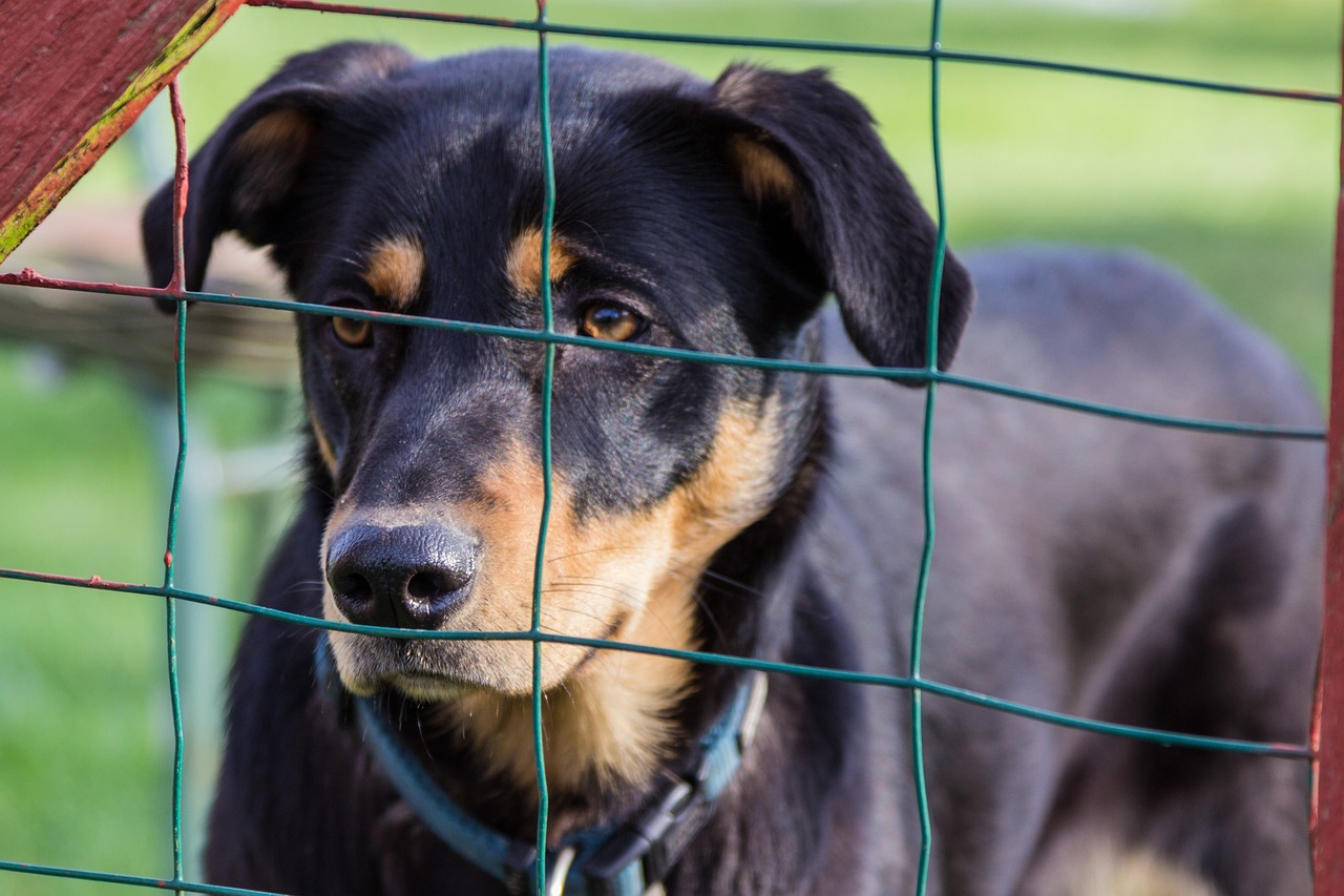 中型贵宾犬价格解析，影响因素与价格探讨