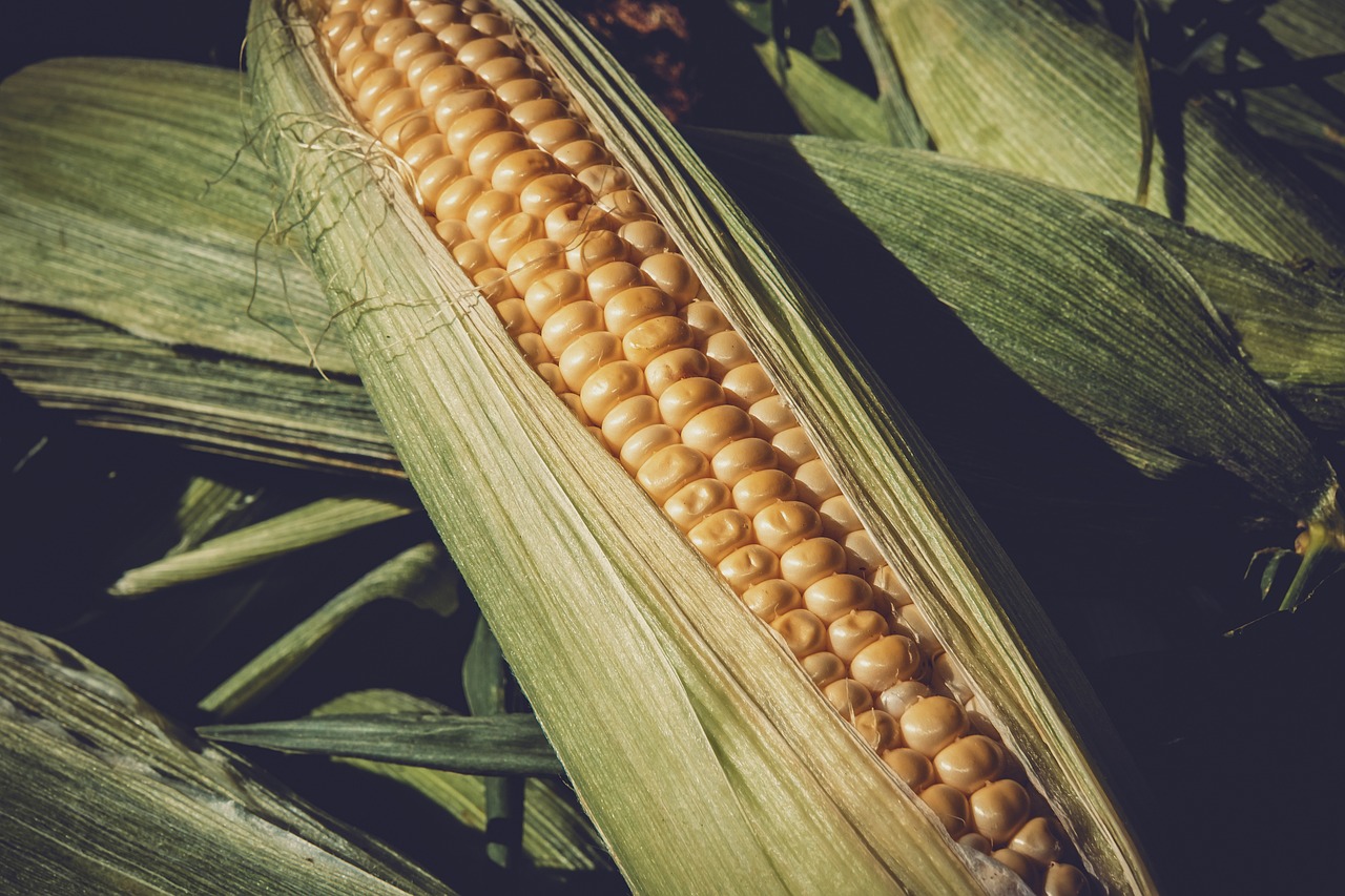 最新玉米价格动态，影响因素分析与实时更新