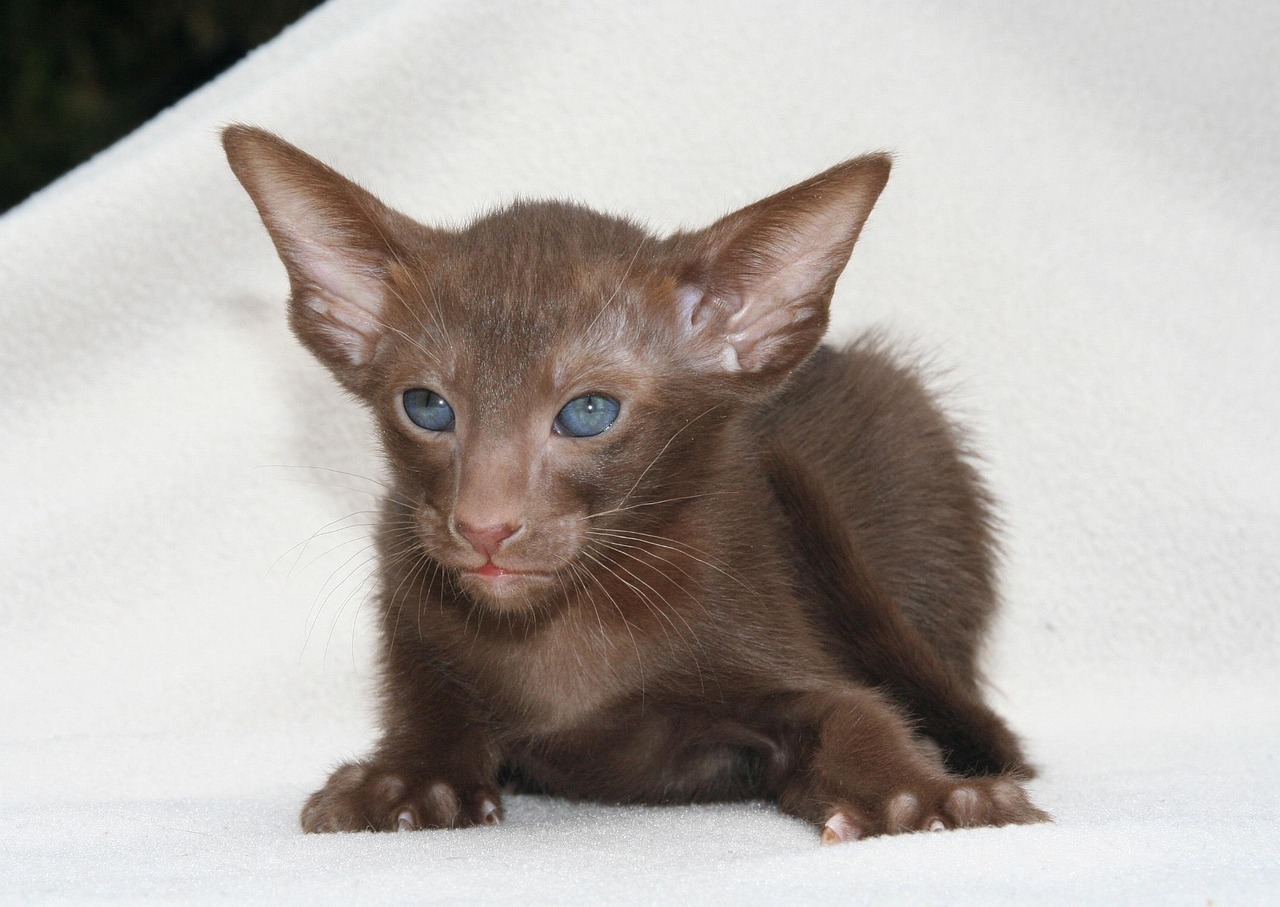 猫动漫人物，二次元世界的魅力与启示