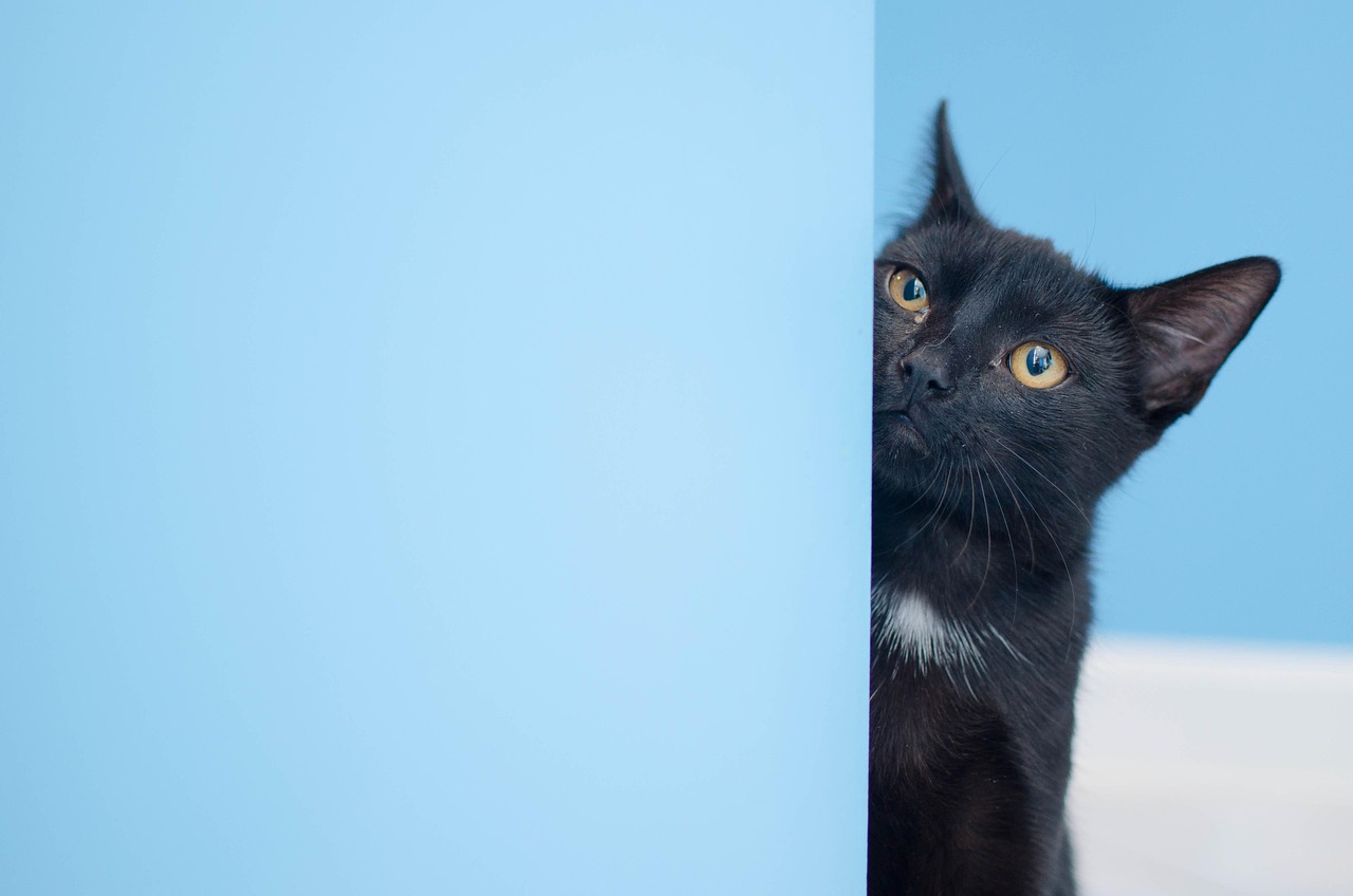 猫咪最新在线，猫奴的数字世界探索之旅