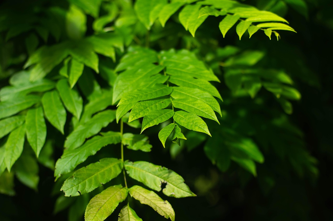 碧桂园森林城市最新动态揭秘，绿色生态人居新篇章