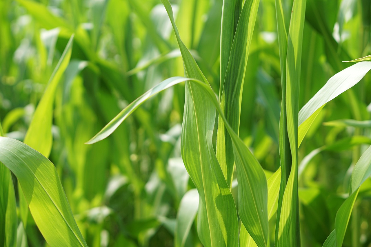 蒜苔批发价格最新行情及分析报告
