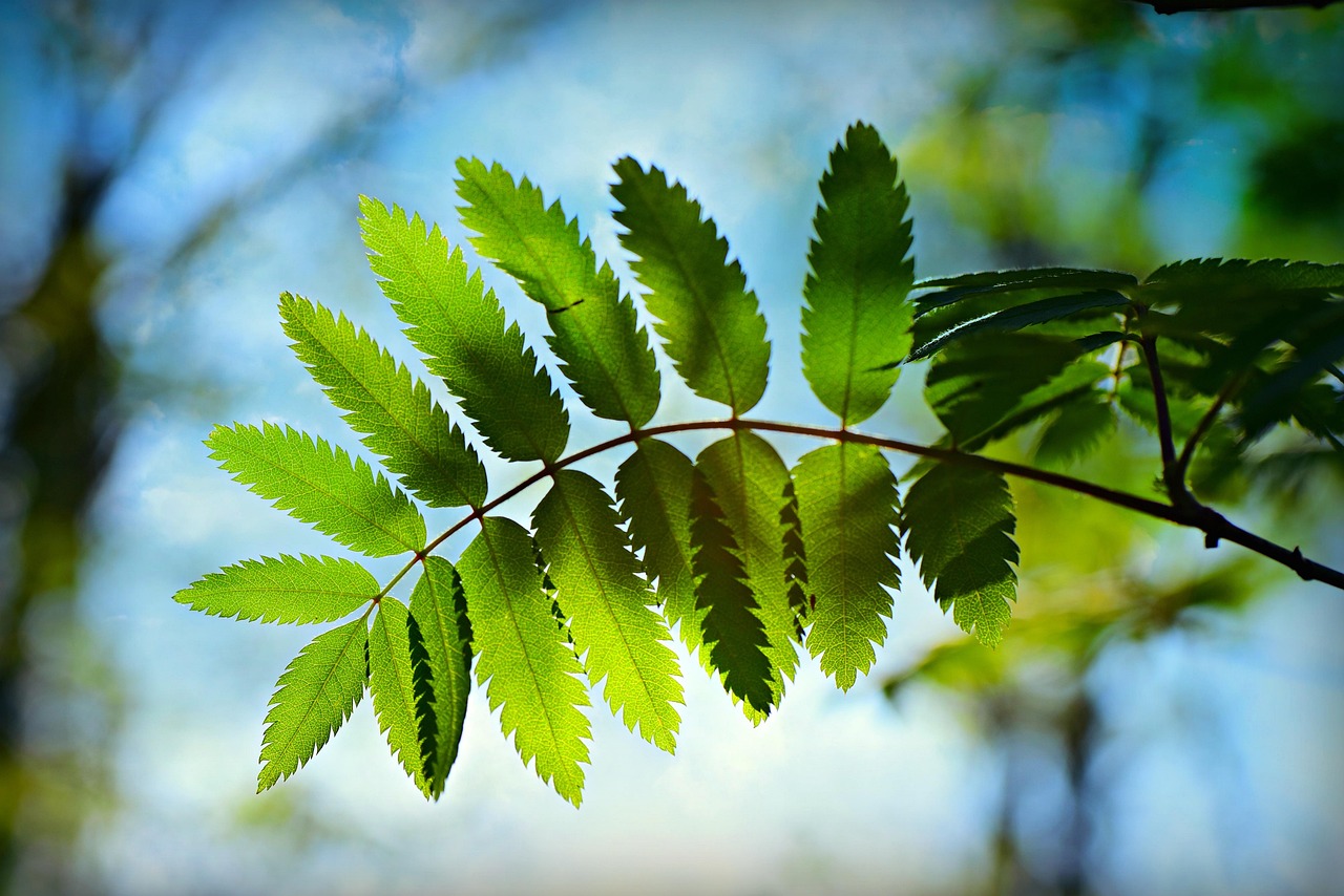 绿朗时光最新资讯，开启绿色生活新篇章的探索