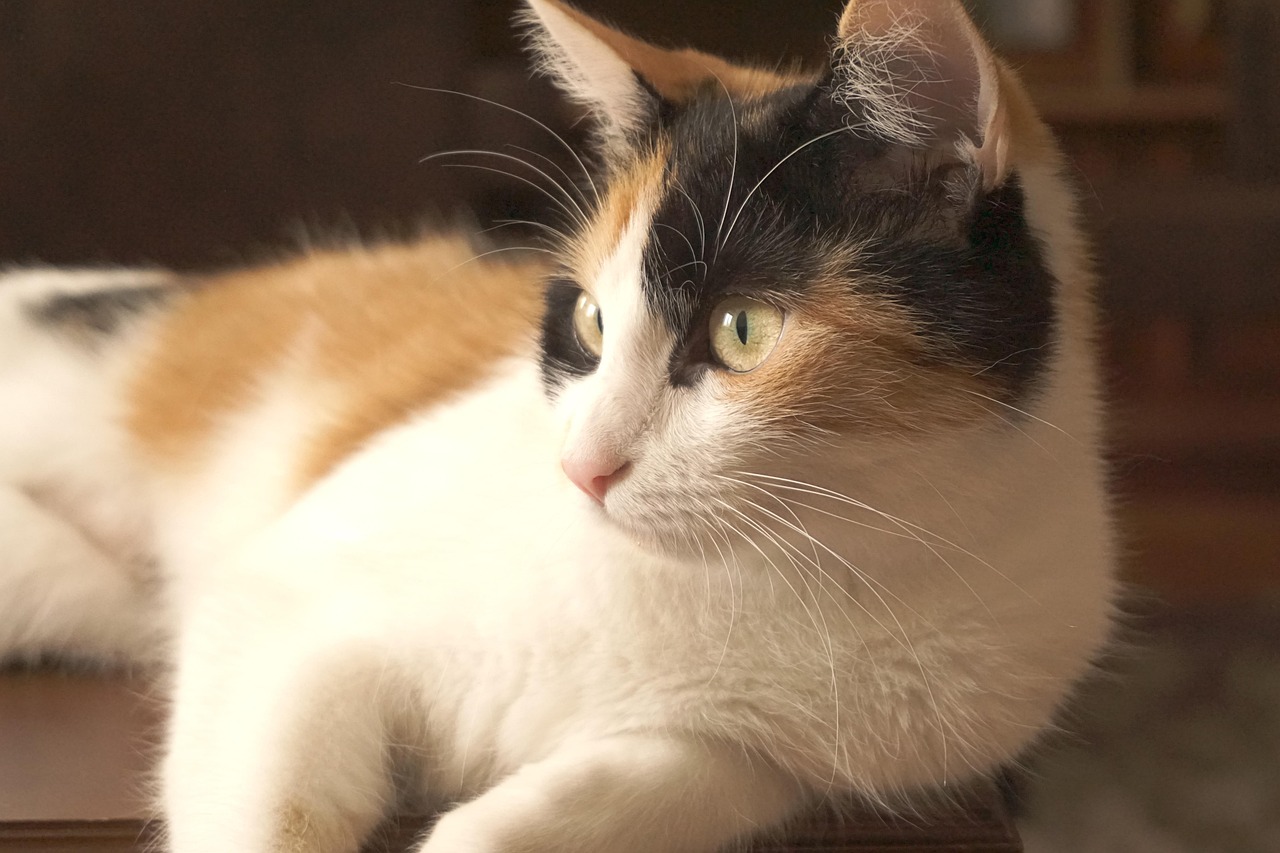 猫兔温馨友谊，最新互动视频展现萌宠间的独特情感纽带