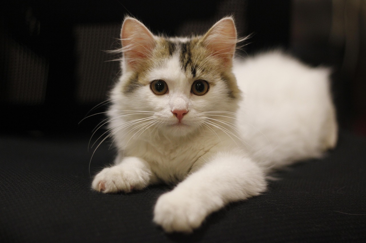 最新猫猫爱网址大揭秘，猫咪爱好者的网络世界探索