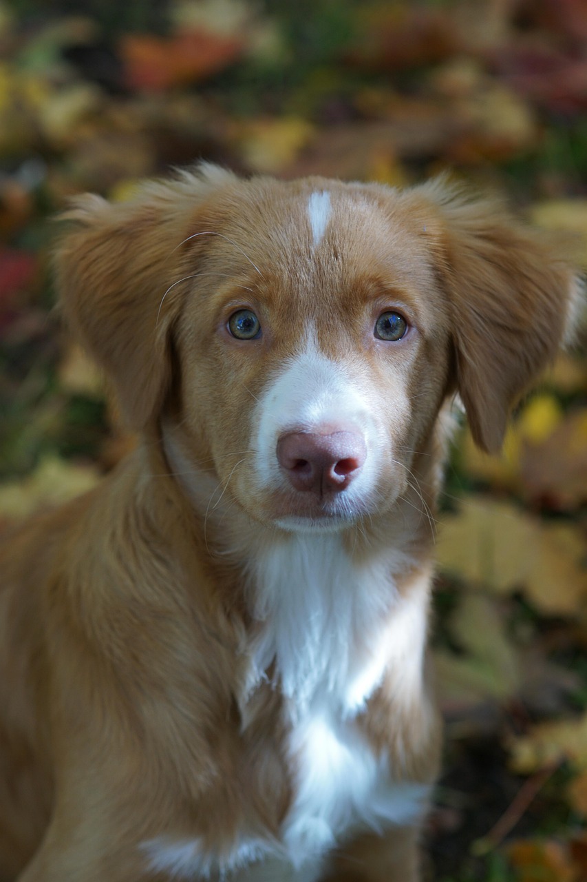 最新萌犬新星，可爱力量融化人心