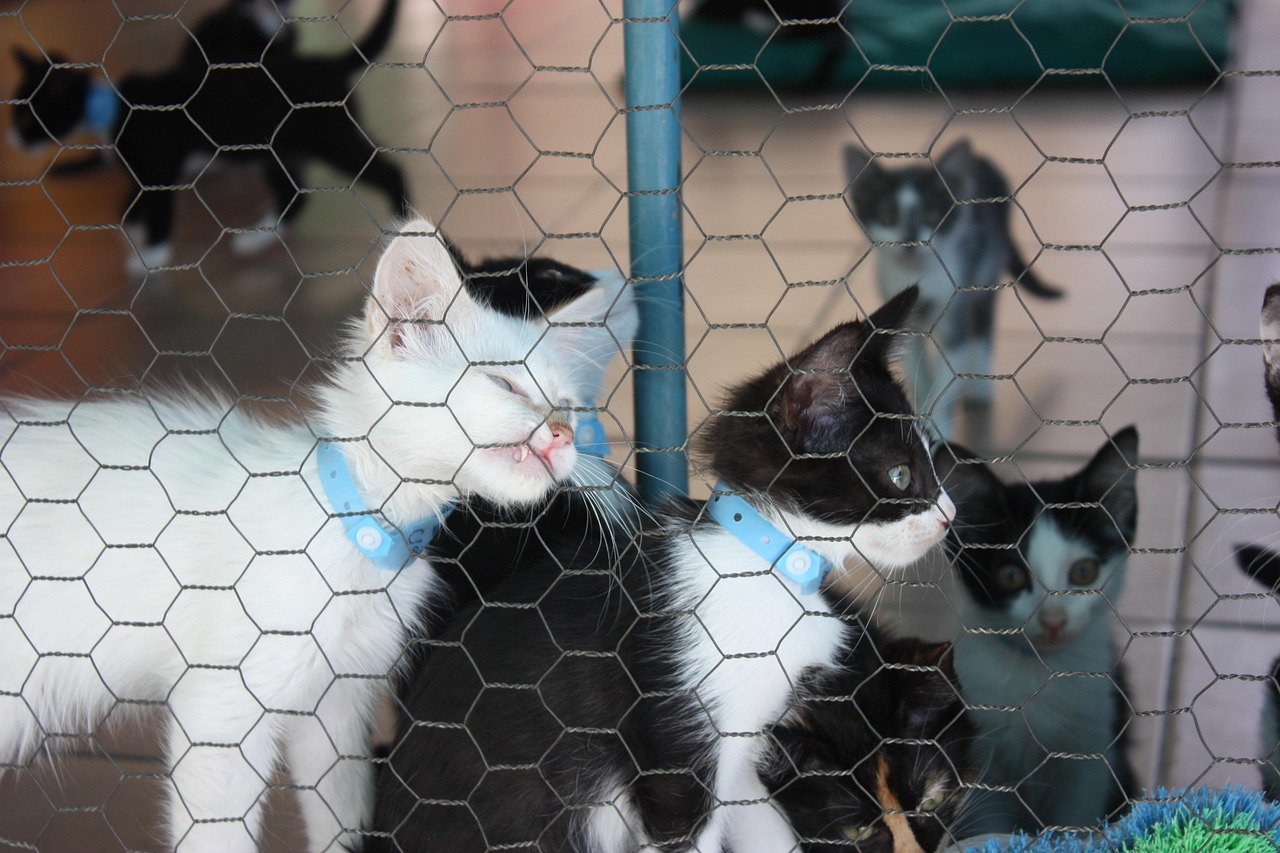 光辉犬舍新引进种犬，开启繁育新篇章