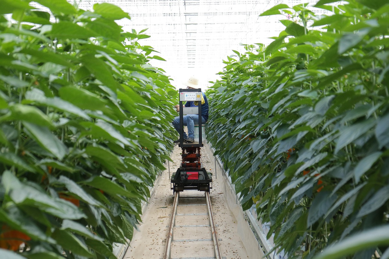 最新红枫苗，美丽景观与种植技术的完美融合