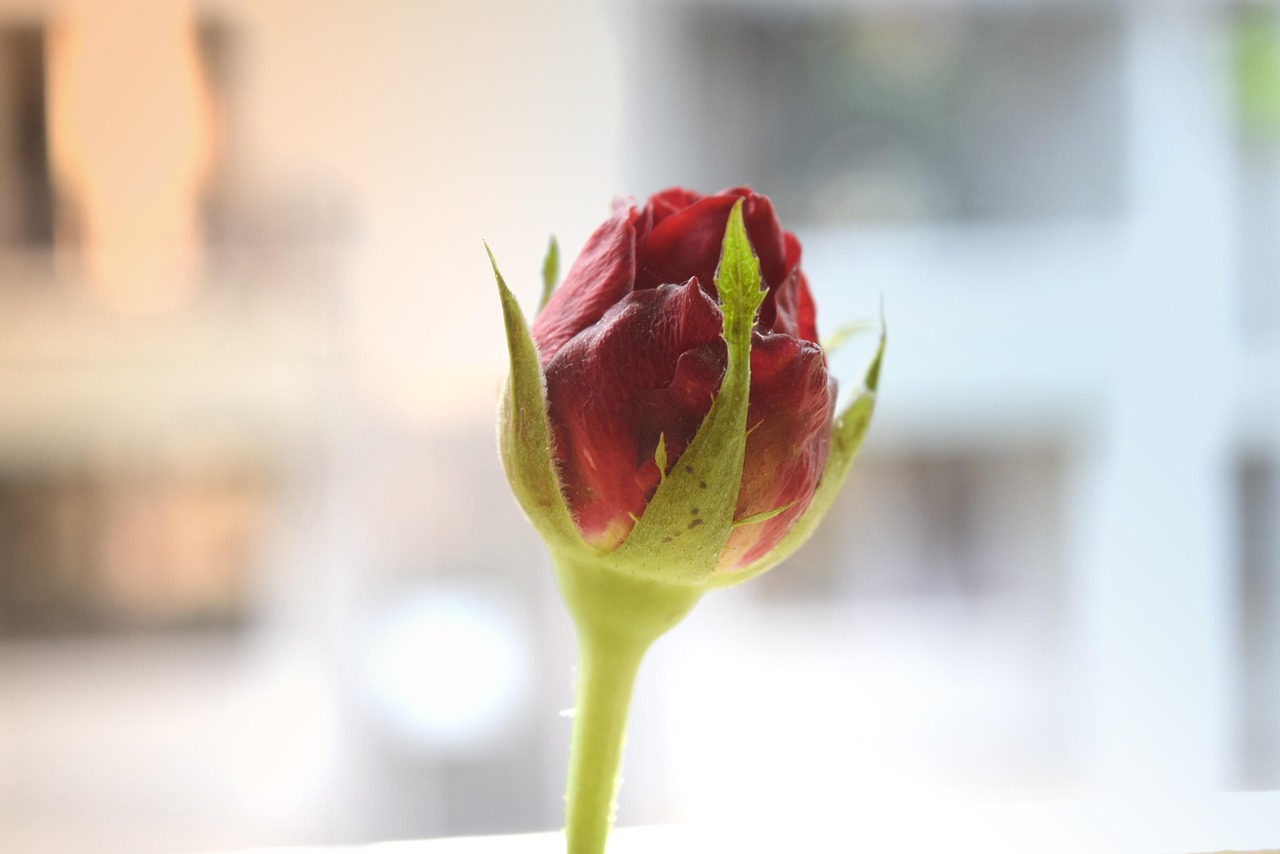 三人闺蜜动漫头像,魅力独特,情感共鸣的珍藏之选