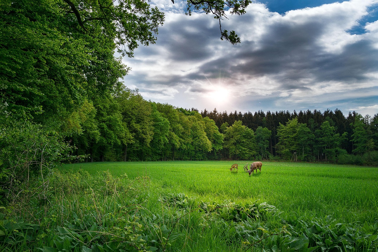 杭州龙炎电商最新新闻动态解析及报道
