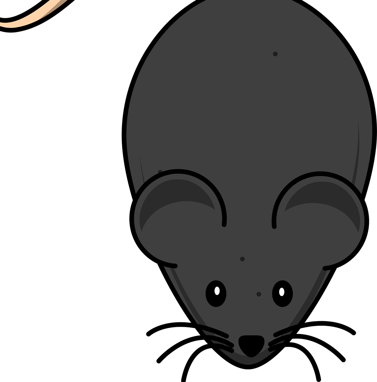 小尾寒羊行情深度分析