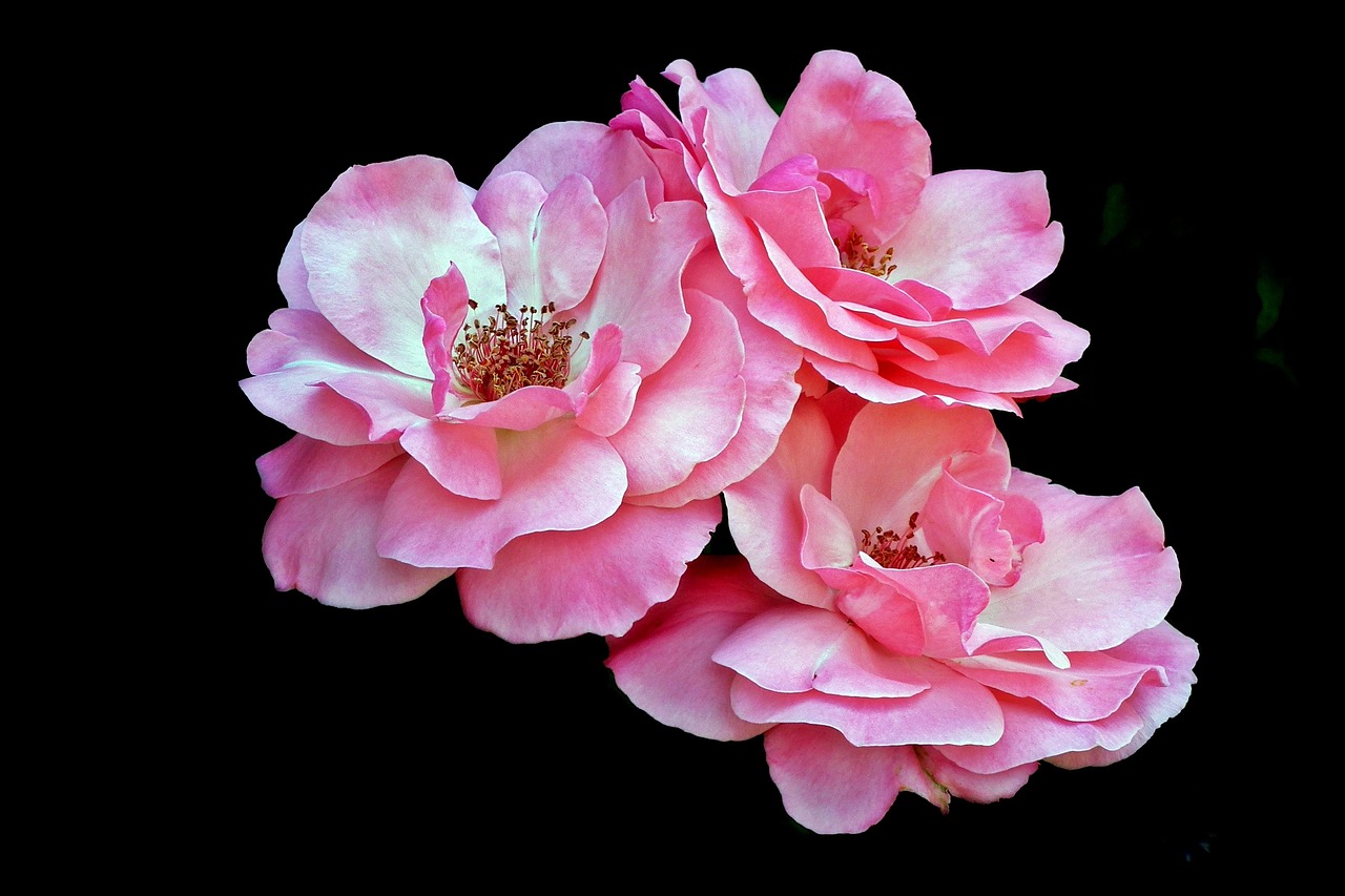 动漫唯美头像，魅力四溢的魅力与深远影响