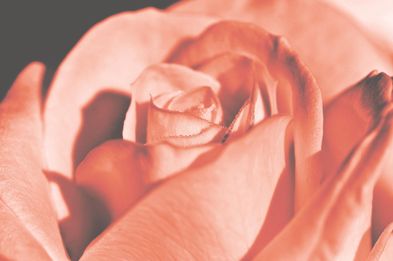 情不自禁爱上你电影赏析，情感的萌芽与绽放