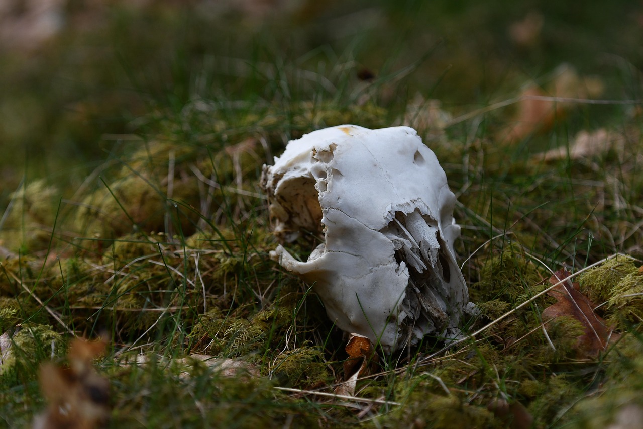 动漫鹿头像,虚拟魅力扩散至现实生活