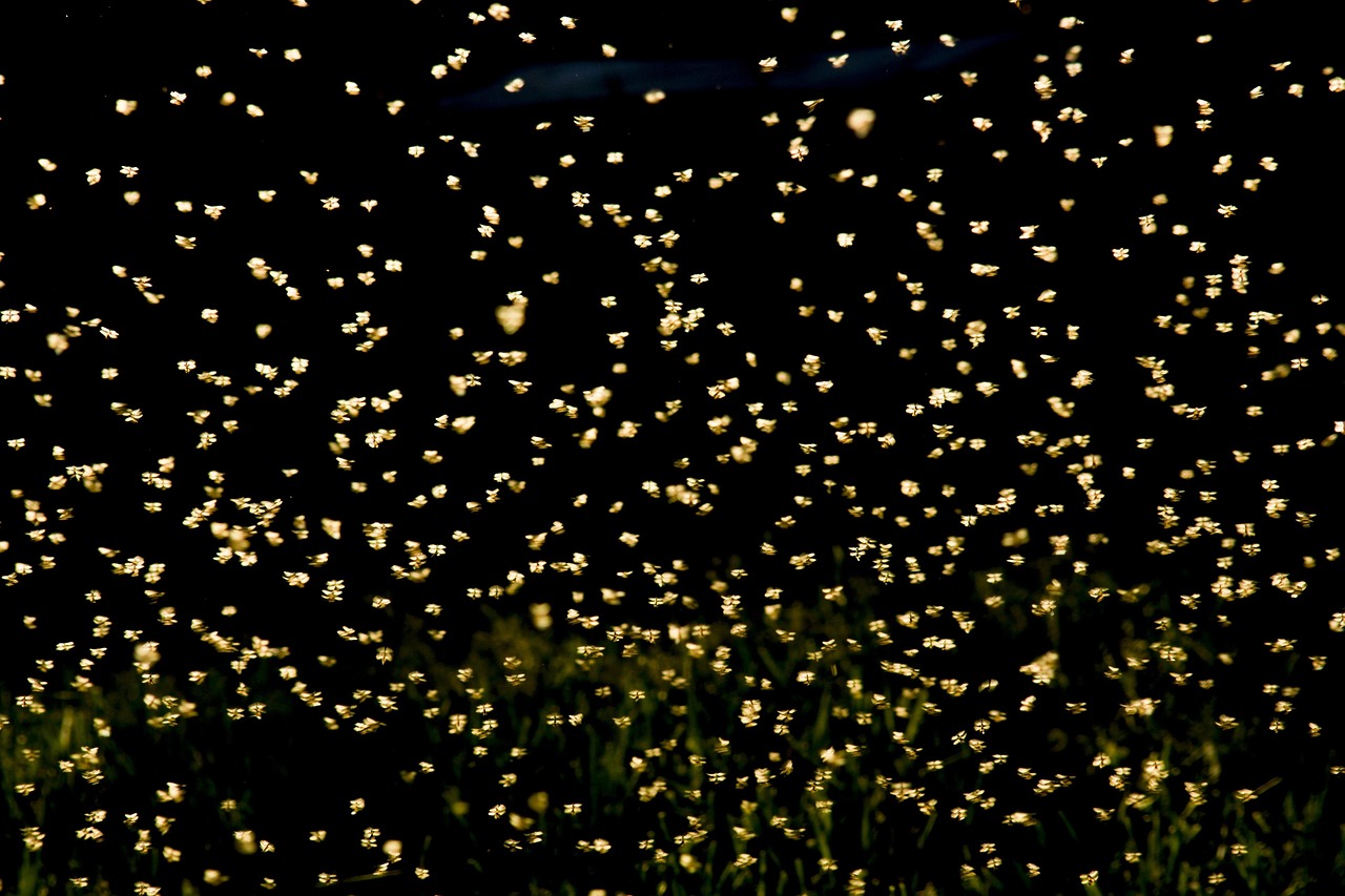 龙岩香榭景园最新动态揭秘,未来美好蓝图展望