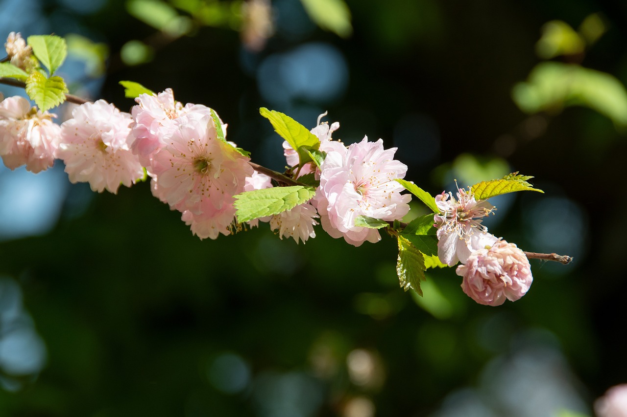 海棠新篇,绽放的美丽与深邃寓意