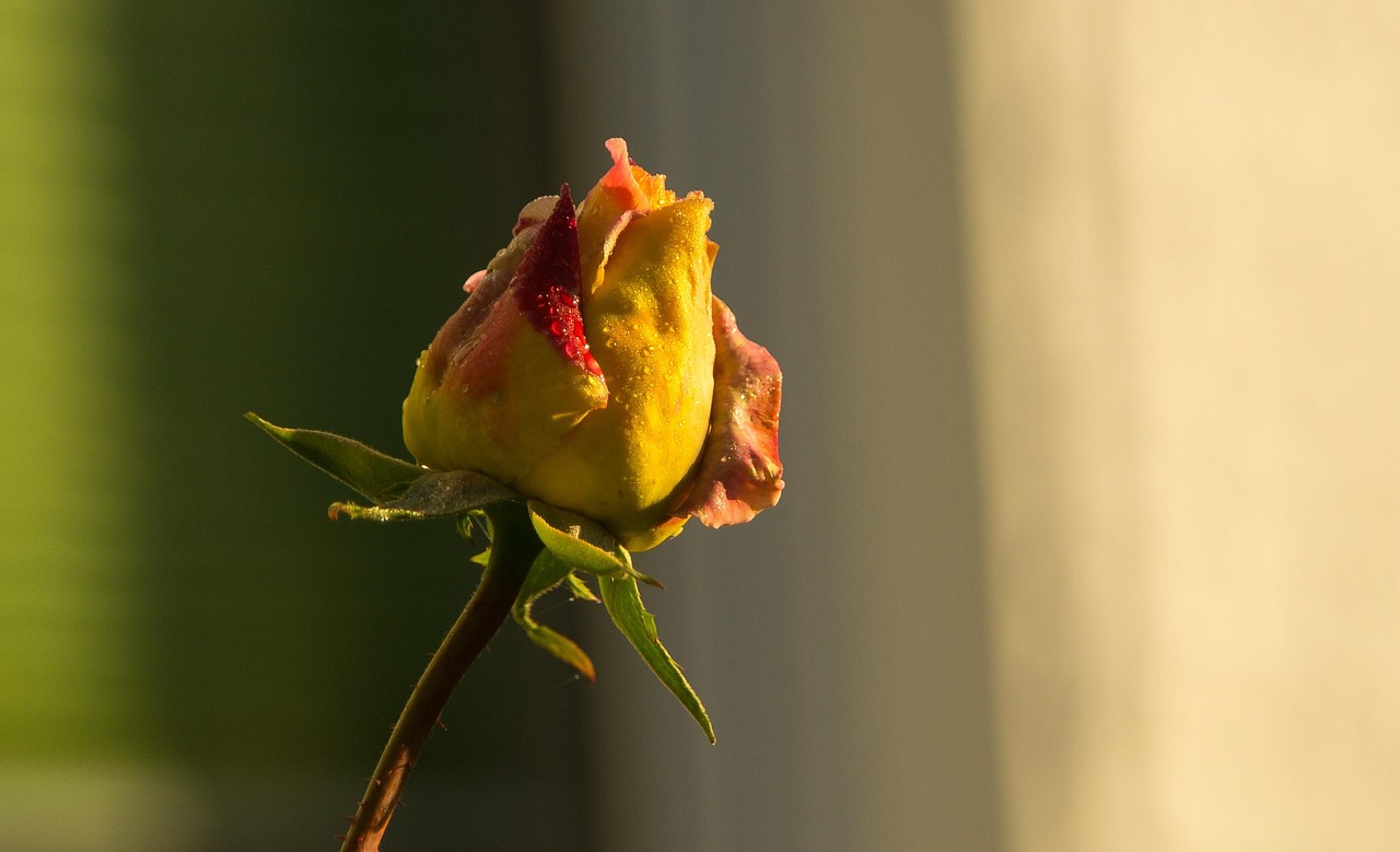 白杰品股博客最新动态解析及观点分享