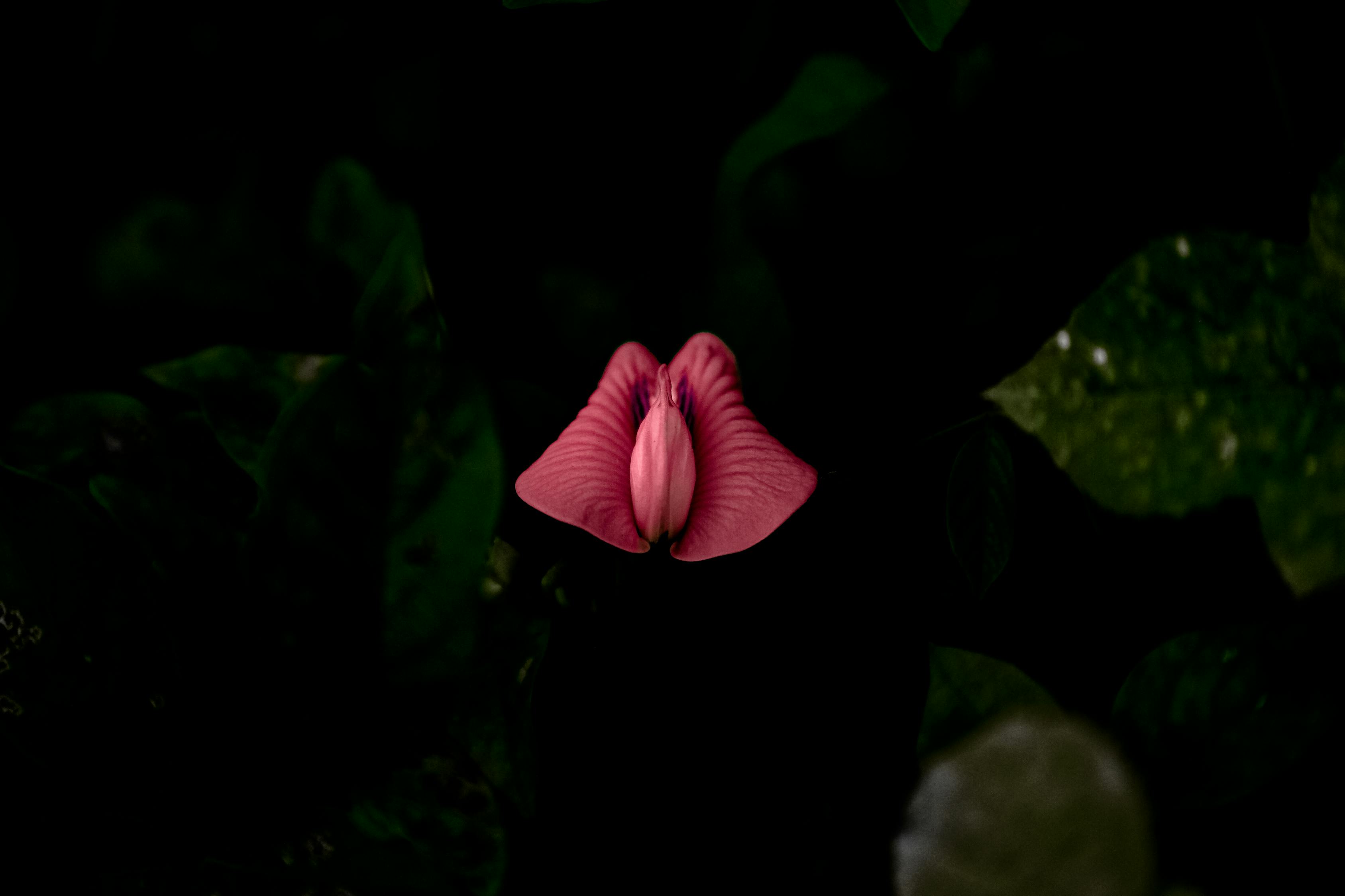 流行文化的独特魅力,呆萌动漫头像的魅力展现