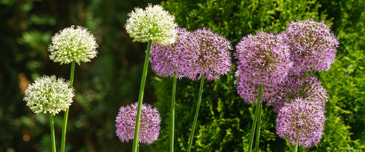 花好月又圆,免费观看指南与深度推荐