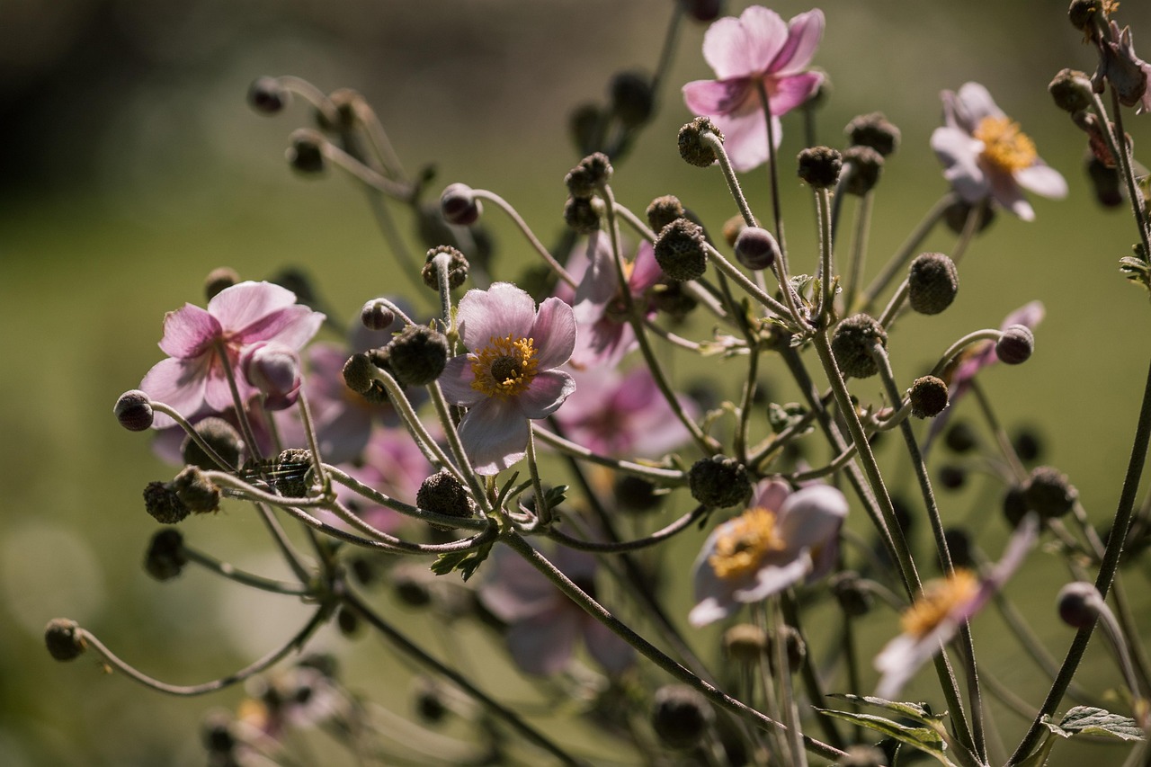 寒流动态，影响及应对策略分析
