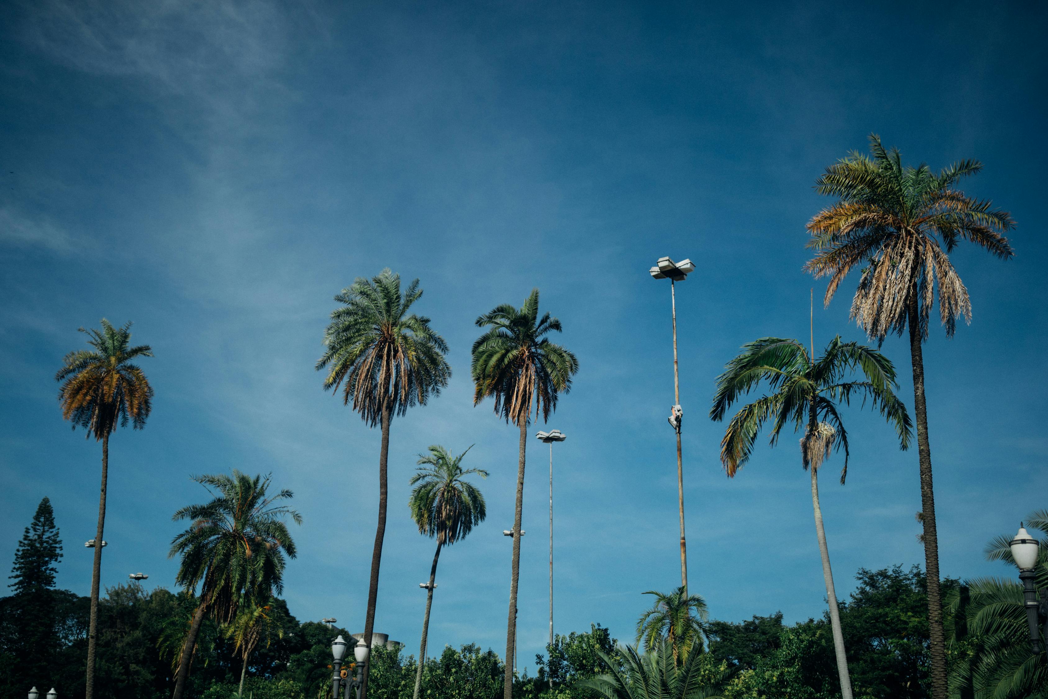 梦幻摇钱树苗全新攻略详解