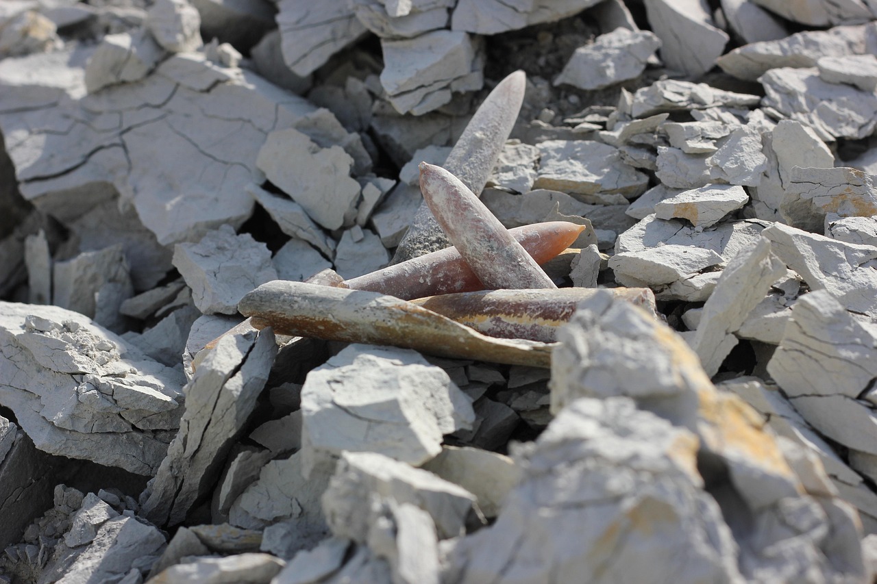 武警水电部队迈向新时代的力量展现,最新动态揭秘