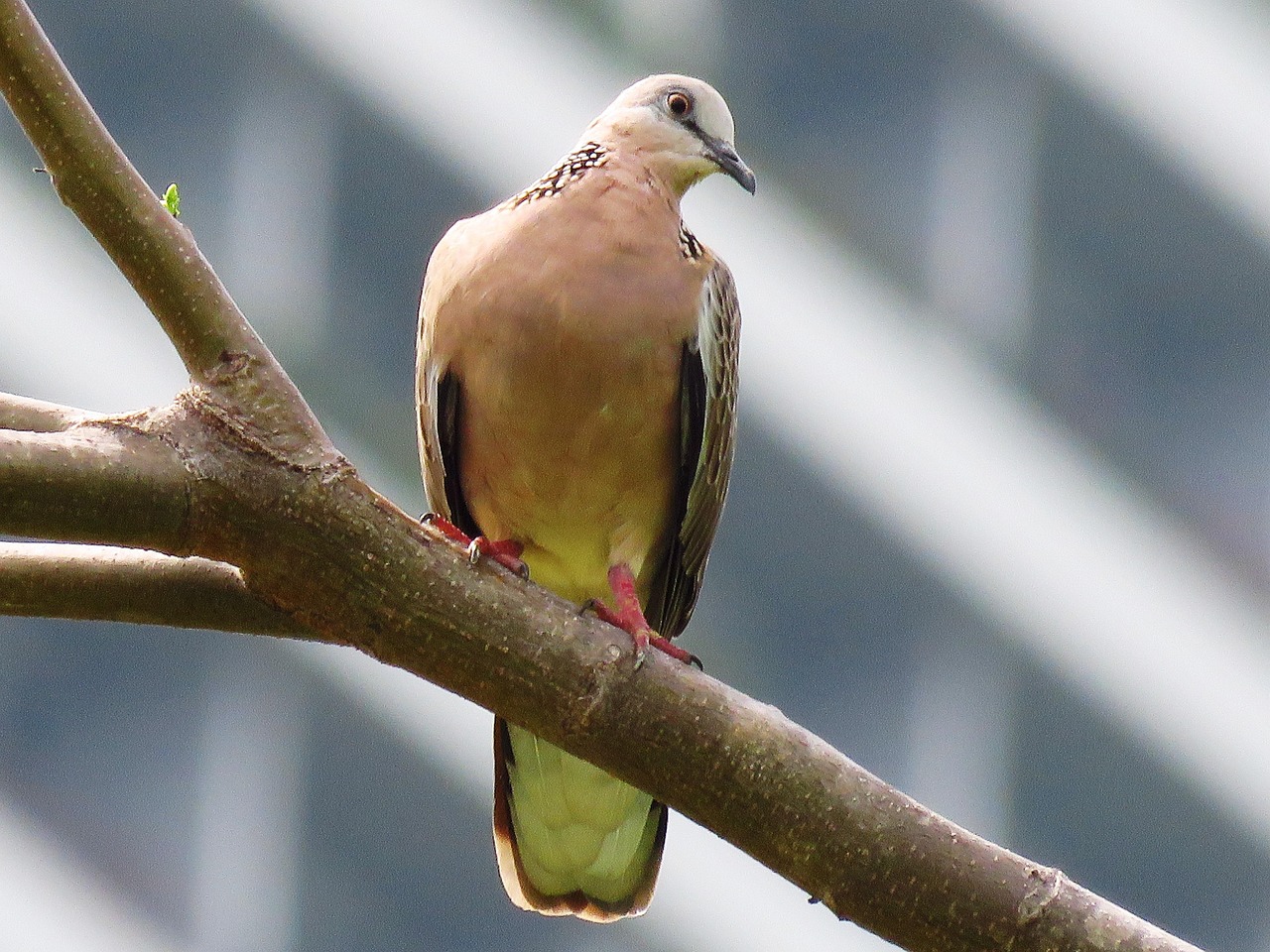 华工国际校区最新动态速递