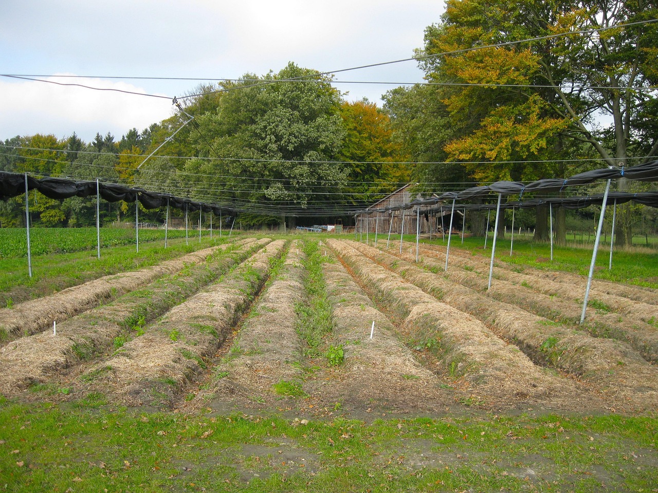 安徽大棚艺术团,乡村文化之花的绚丽绽放