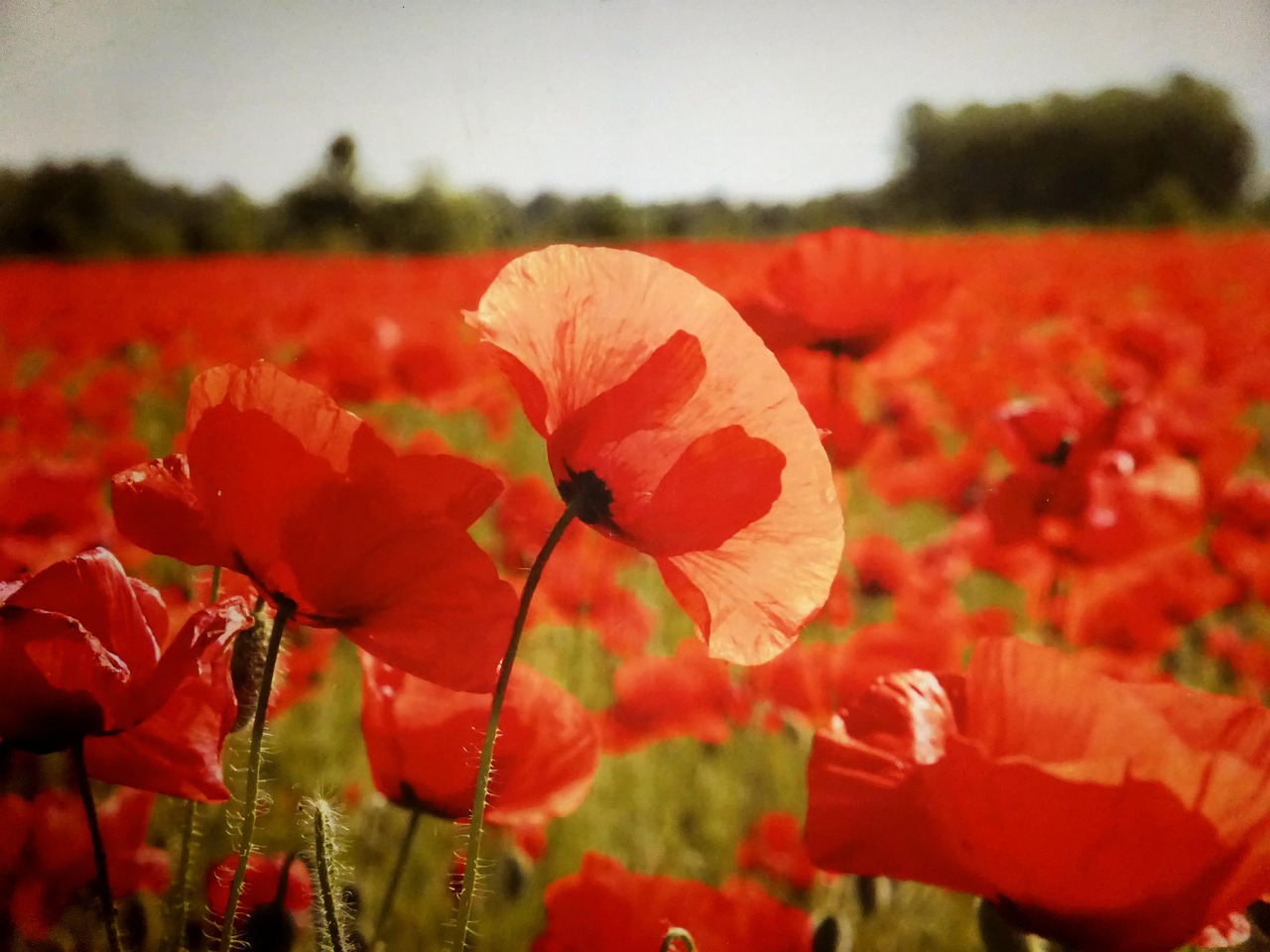 安徽大棚艺术团,乡村文化之花的绚丽绽放