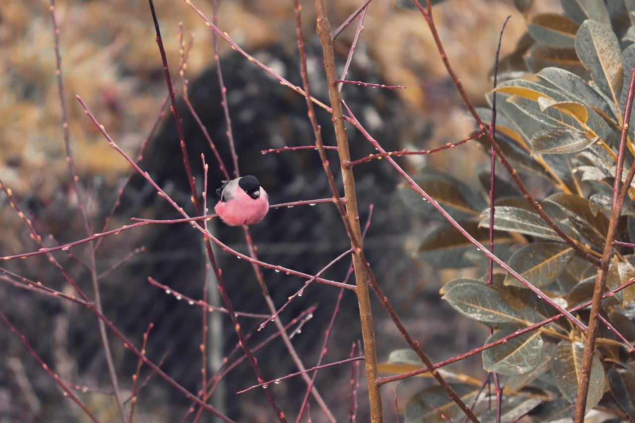 鸣鸟不飞动漫,独特的作品探索之旅