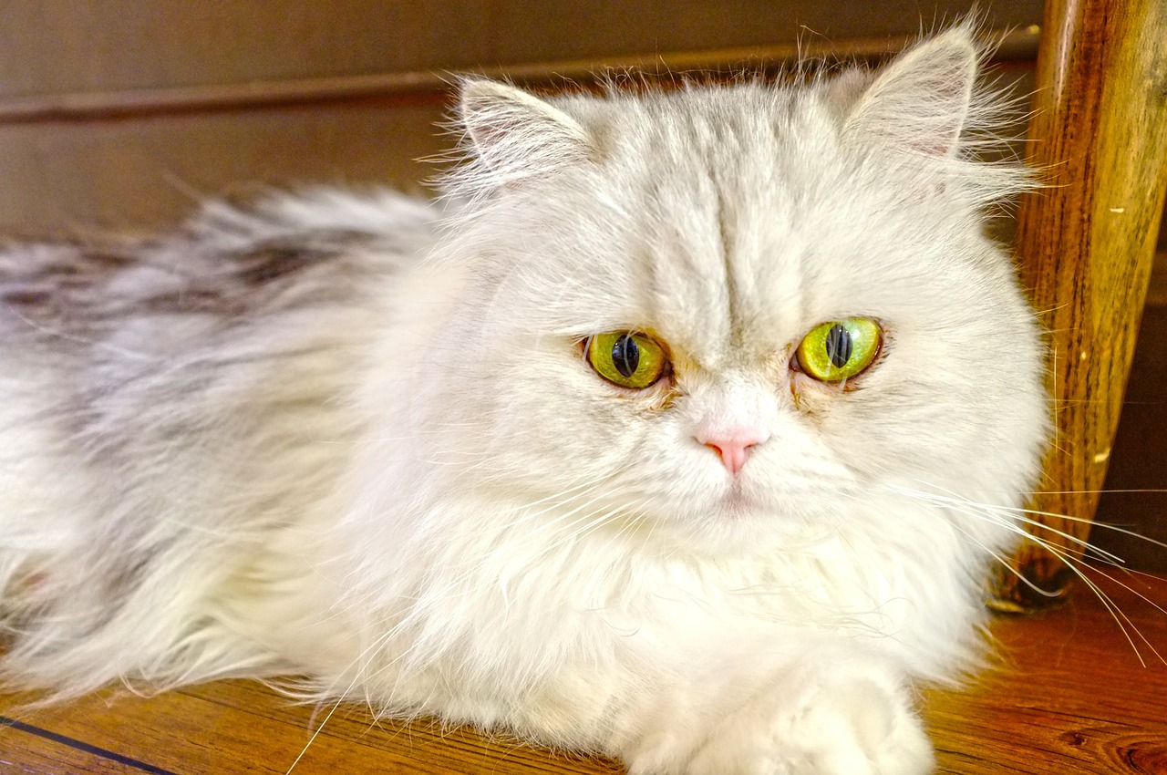 明星双眼皮背后的故事,魅力与割双眼皮的历程揭秘