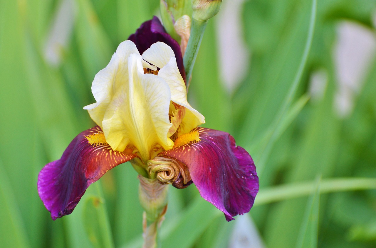 娱乐圈之花与男明星,璀璨之花与闪耀之星的绚烂交织