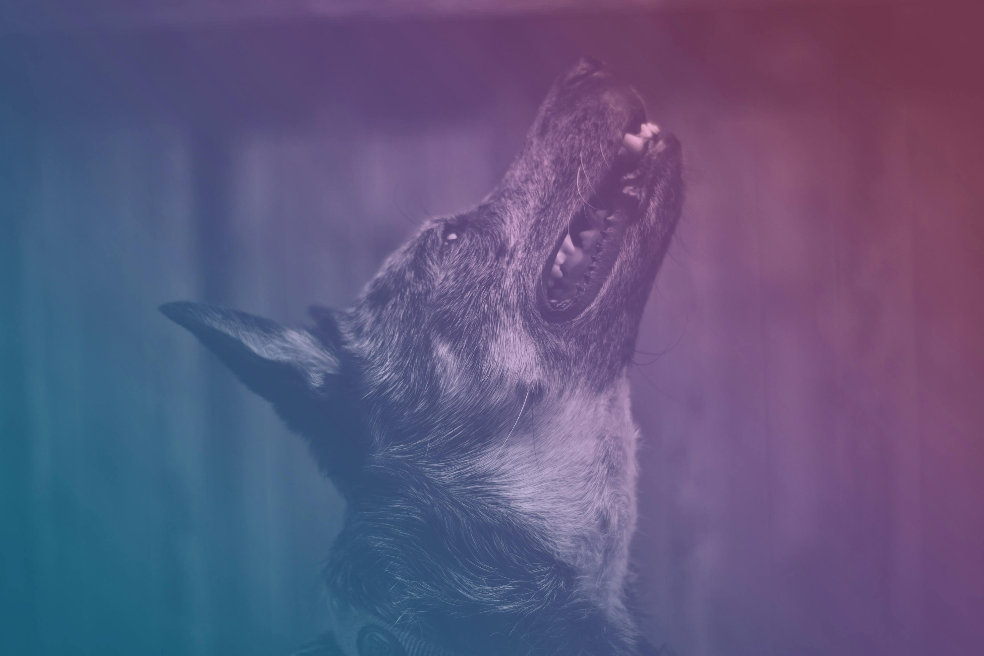 最新犬种介绍,探索犬类世界的未知魅力