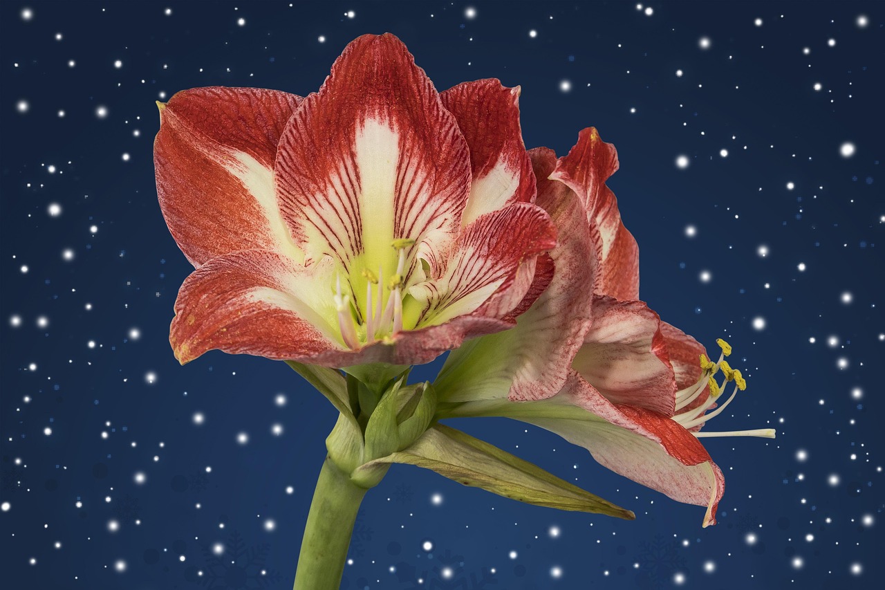 双鱼座明星的独特魅力,星空中的璀璨之星