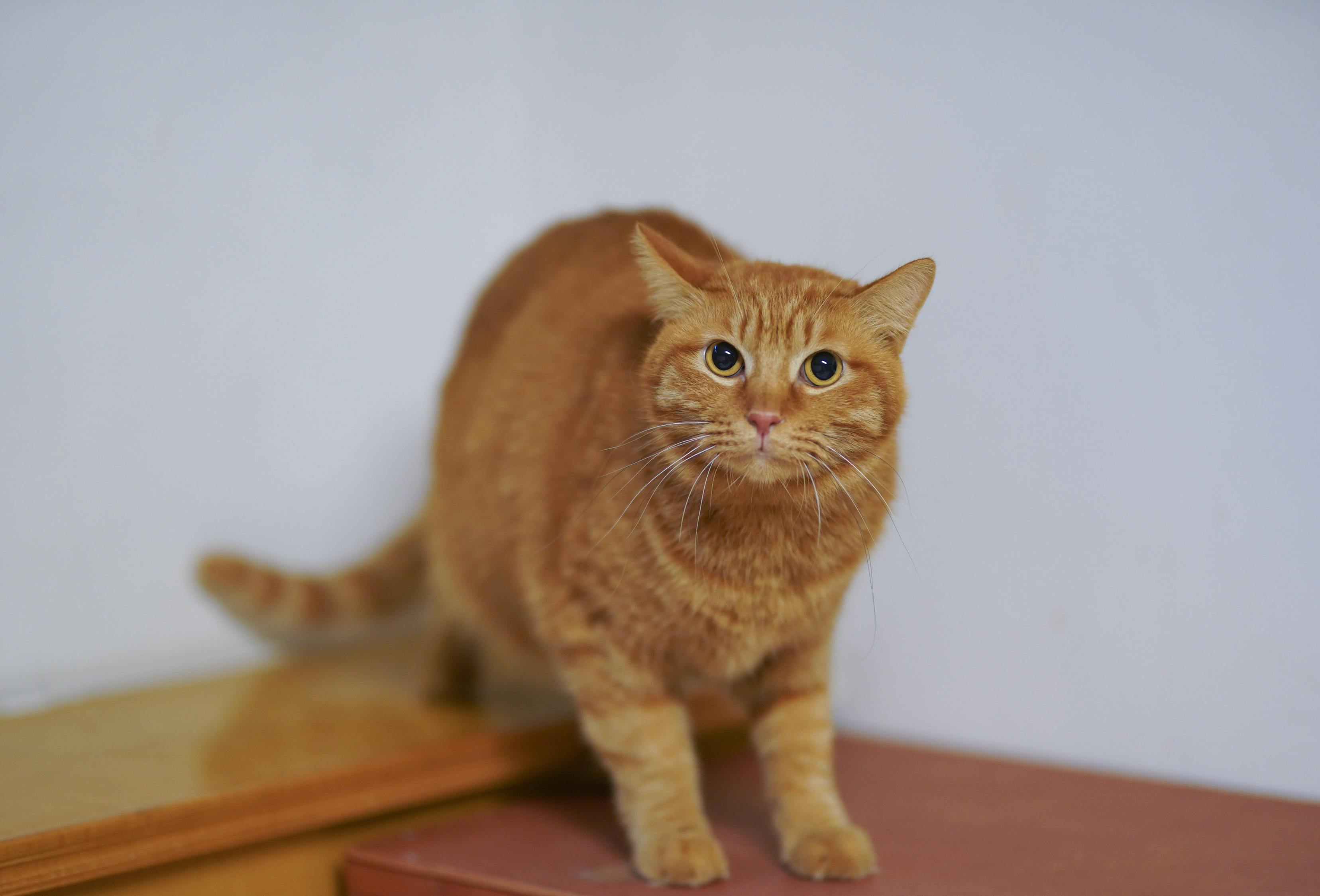 探索猫文化的时尚魅力，猫咪新潮流汇集集结来袭！