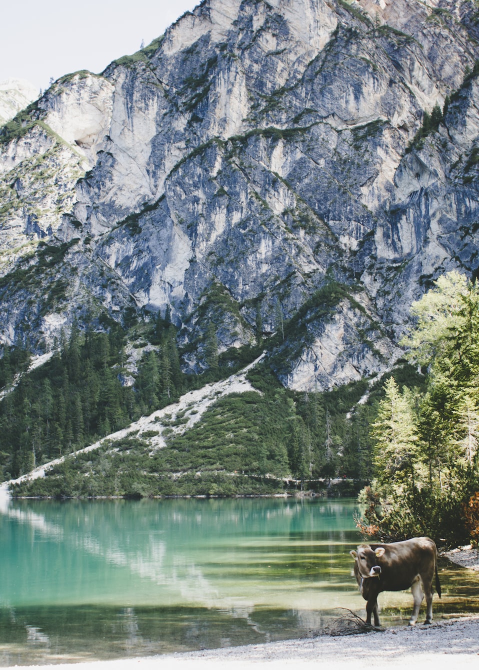 付申虎最新动态,探索前沿科技,引领未来潮流之趋势