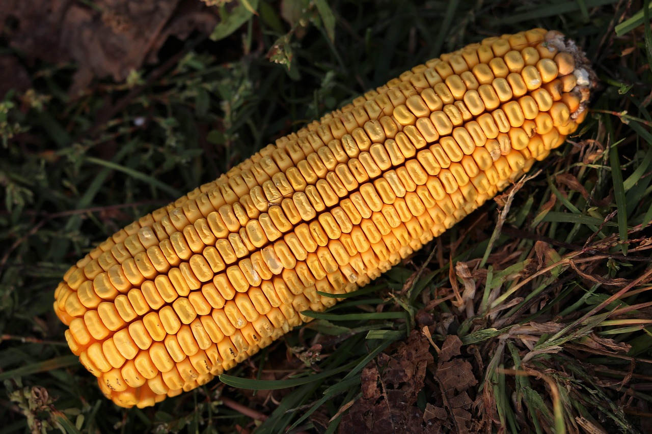 玉米芯最新价格行情及分析概览