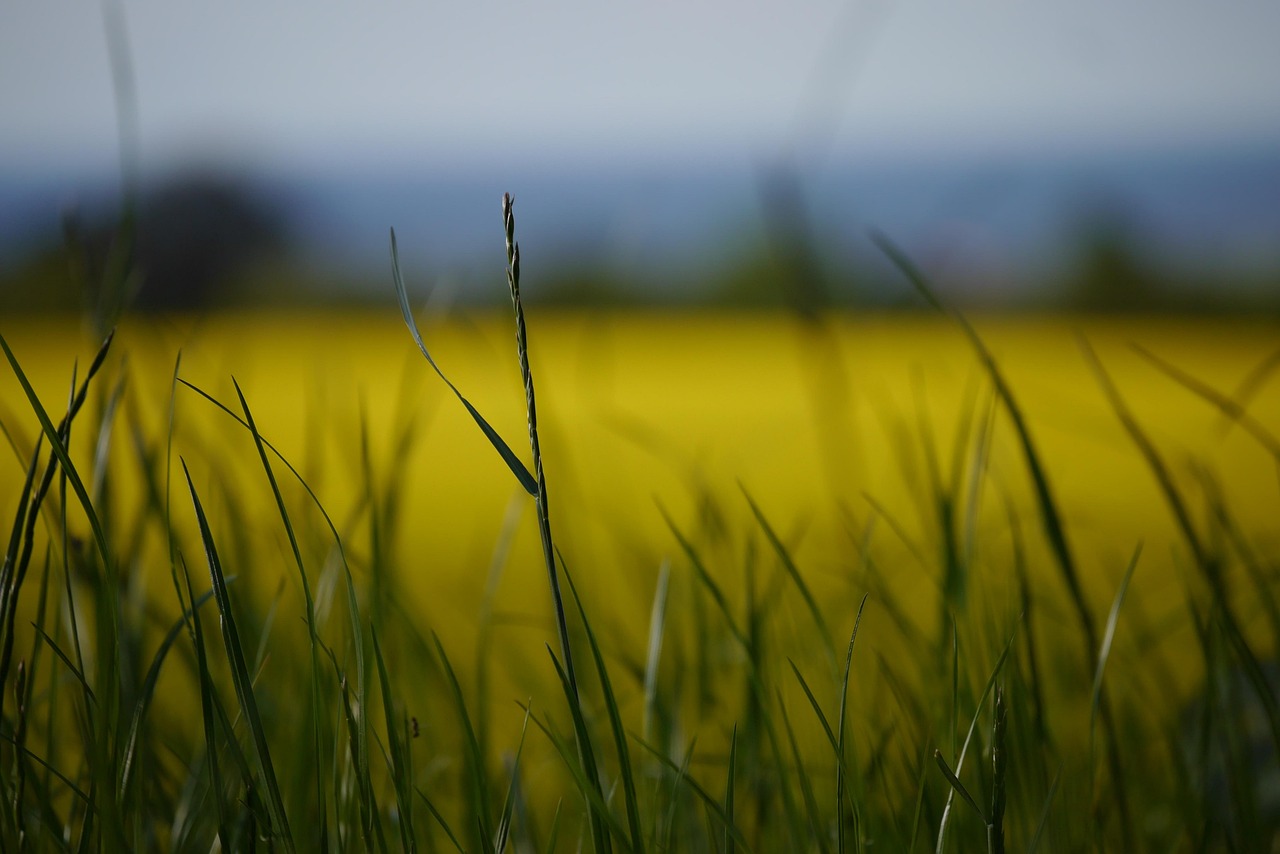油菜价格行情深度分析与预测