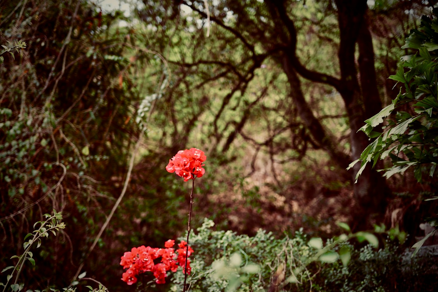 梅花股票，投资之花的盛开之旅