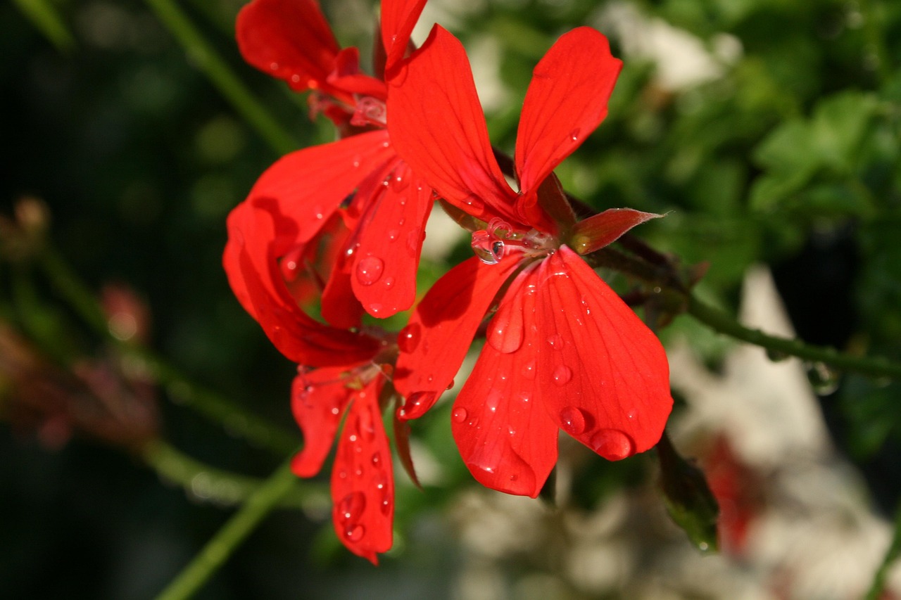 娜扎持续闪耀，最新动态引领时尚潮流