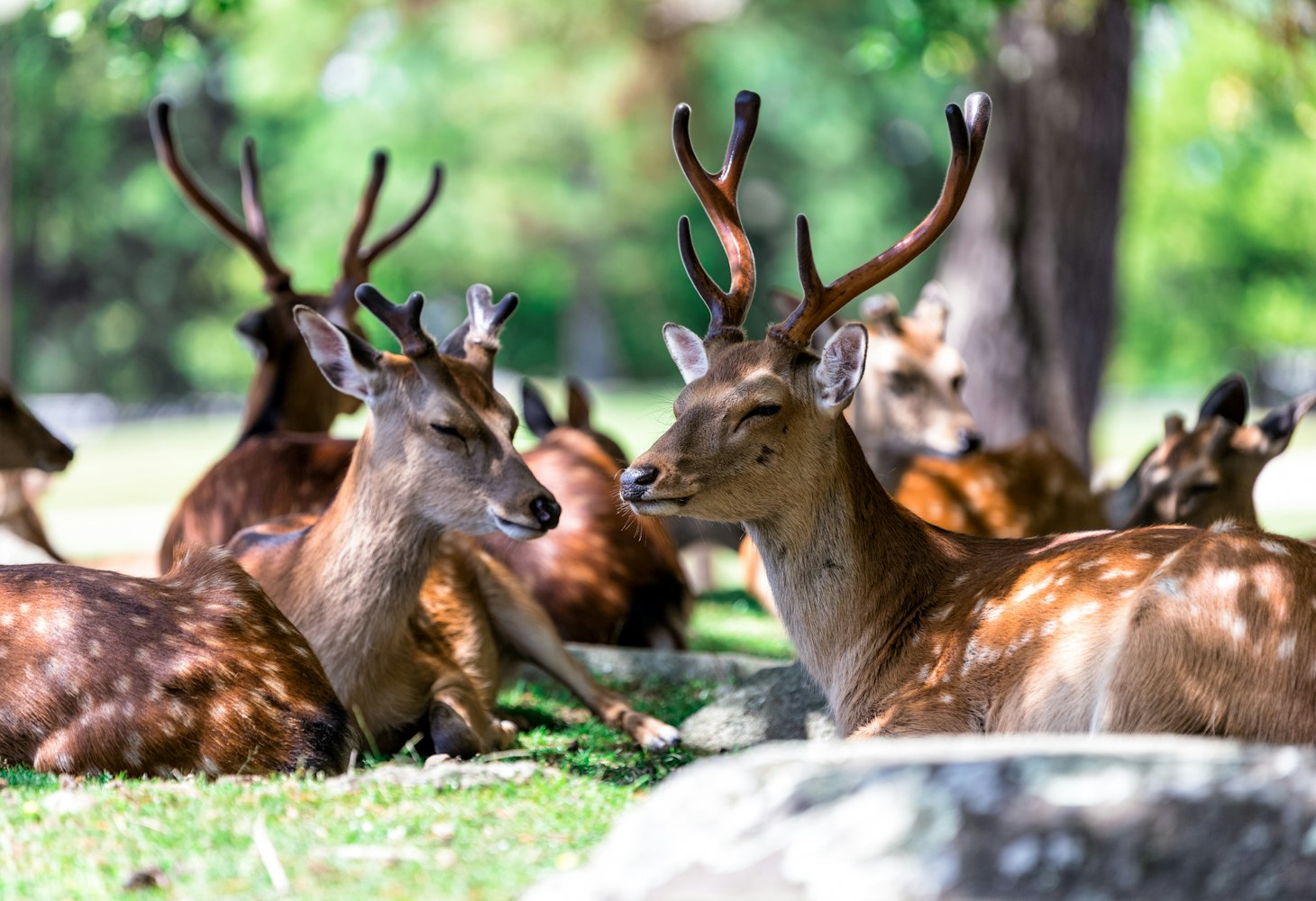 小鹿动漫图片，魅力、影响与探索