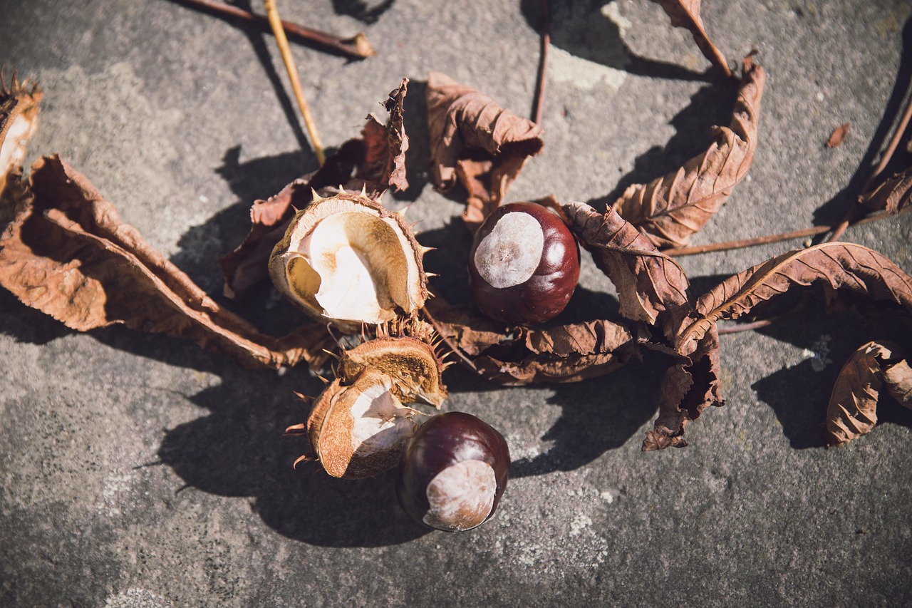 奥巴马最新动态，领袖的影响力引发全球关注