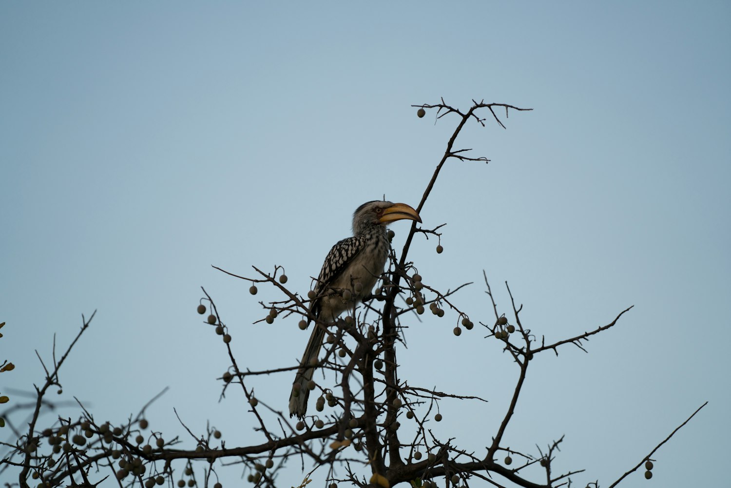 鸡啄羽治疗新方法,探索与实践的成果分享