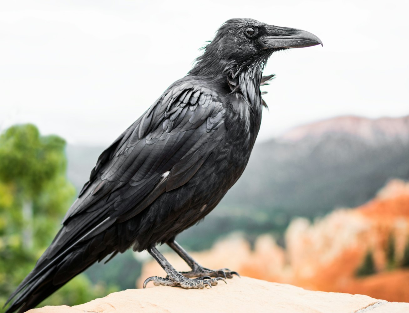 鸡啄羽治疗新方法,探索与实践的成果分享