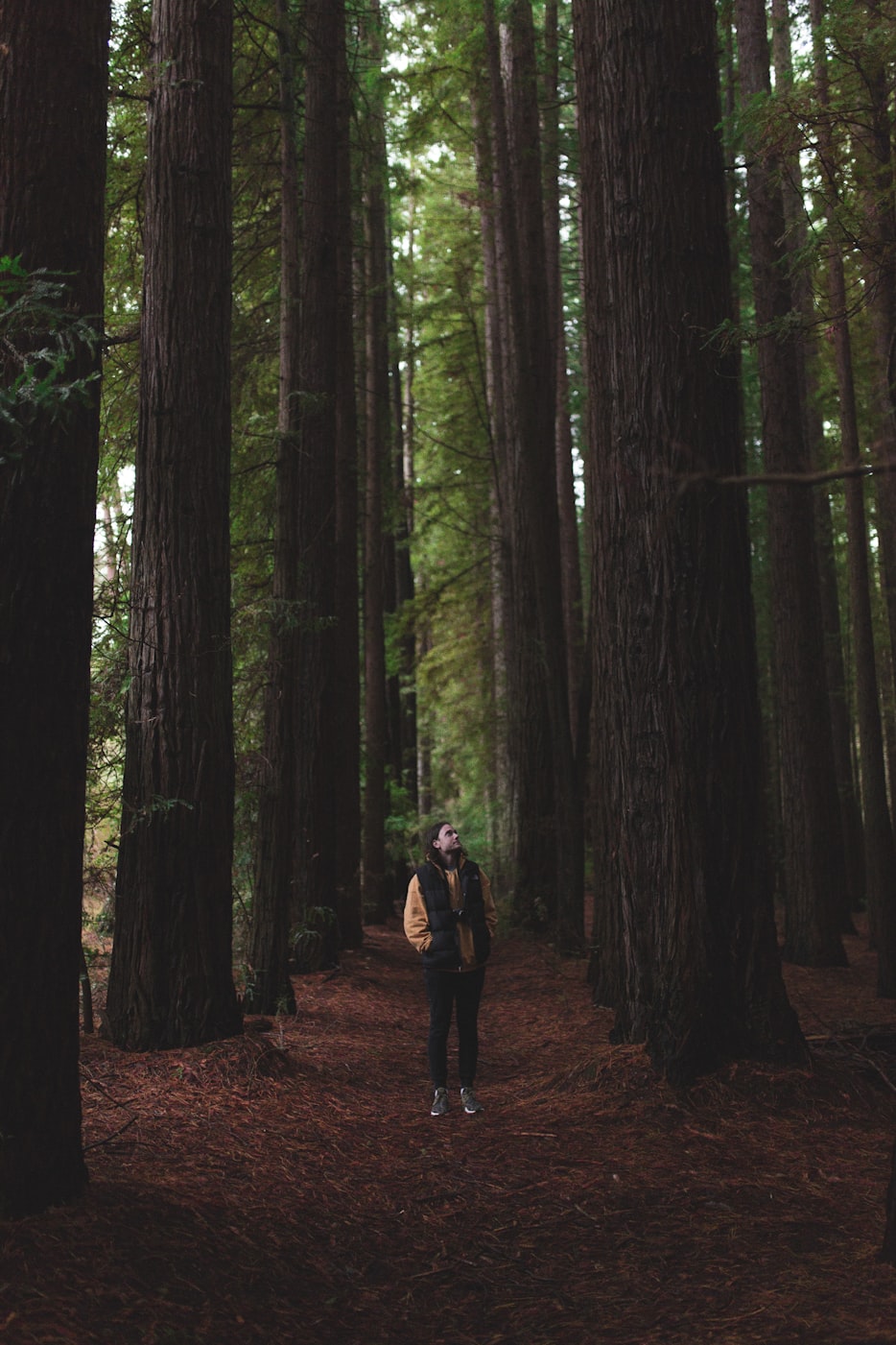 葡萄电影,银幕与心灵的深度之旅